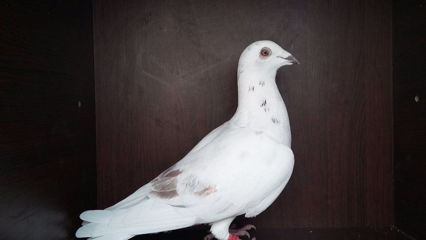 Porumbei Albi Voiajori - Sectiunea 1D-Porumbei albi voiajori