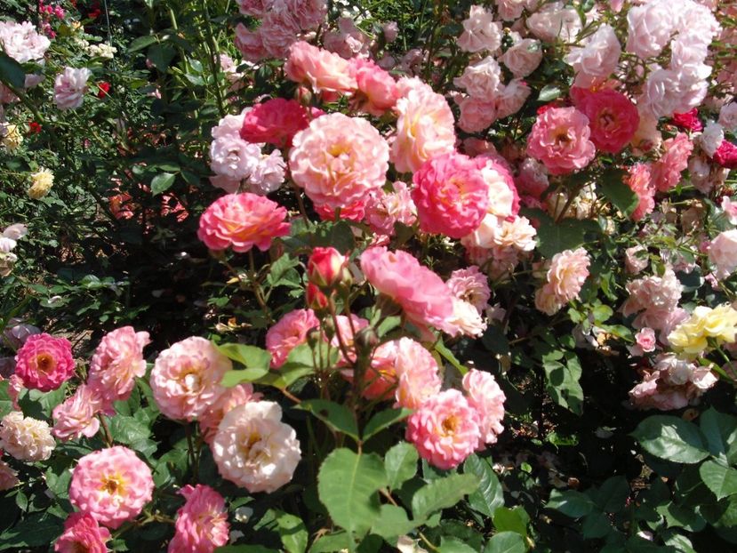  - Michelle Bedrossian