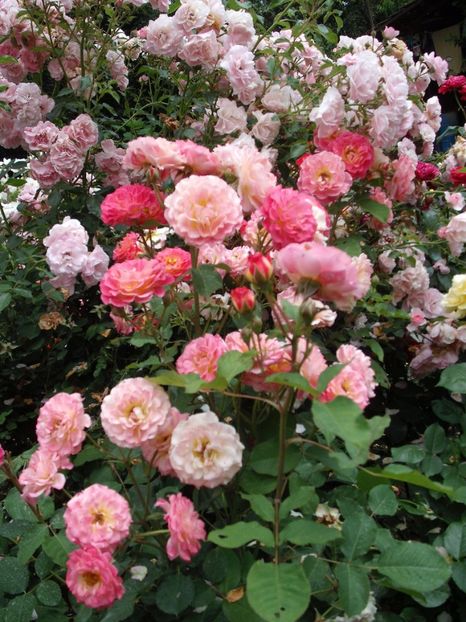  - Michelle Bedrossian