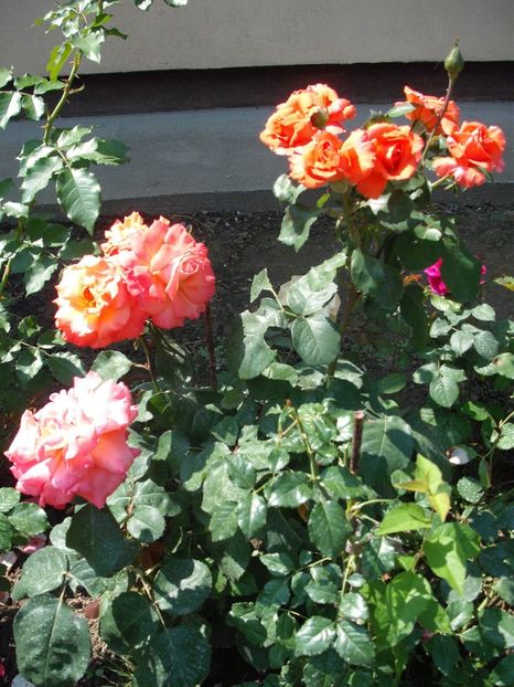  - Christopher Columbus