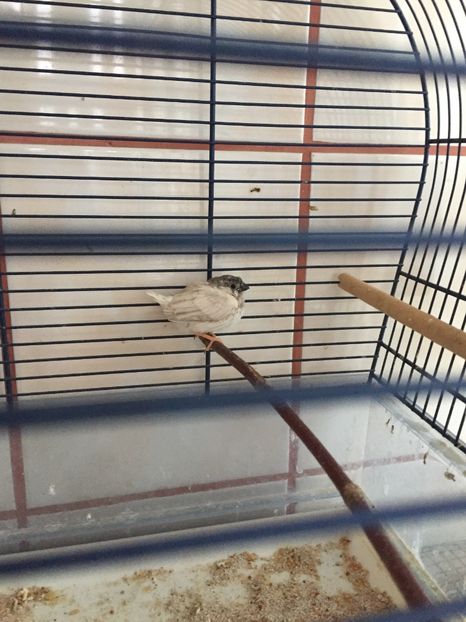 2A2E11F1-8711-4383-BDD1-8B38DF6283AB - Pui noiembrie 2017