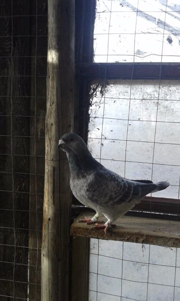  - Cuci -Albastri- Matca 2018