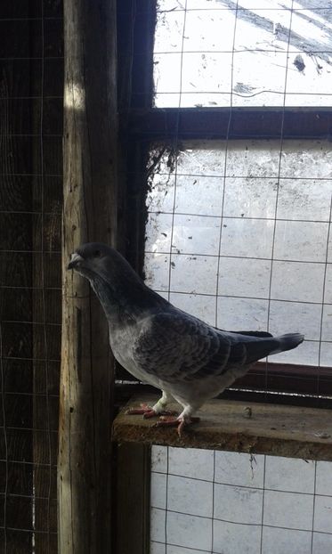  - Cuci -Albastri- Matca 2018