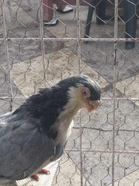  - Galatenii nu ii mai detin!!