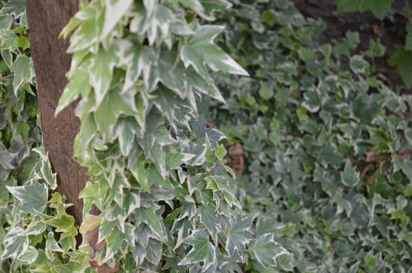  - dragostea  de natura