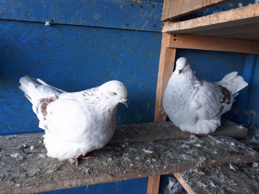  - 13 Mondain Francez