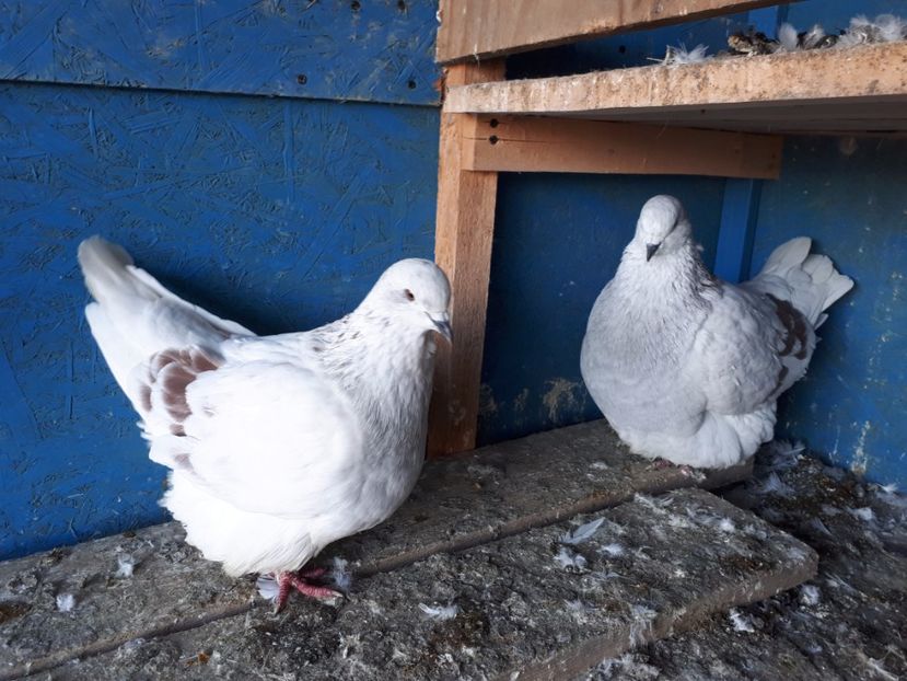  - 13 Mondain Francez