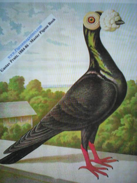  - C A  R  I  E  R  I