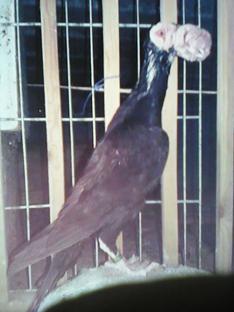  - C A  R  I  E  R  I