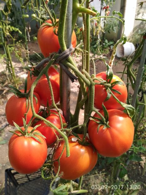 GIGANT INIMĂ DE BIVOL OPAL (1) - GIGANT INIMĂ DE BIVOL OPAL