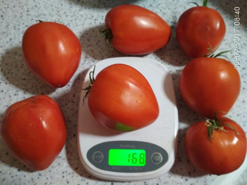 GIGANT INIMĂ DE BIVOL OPAL (24) - GIGANT INIMĂ DE BIVOL OPAL