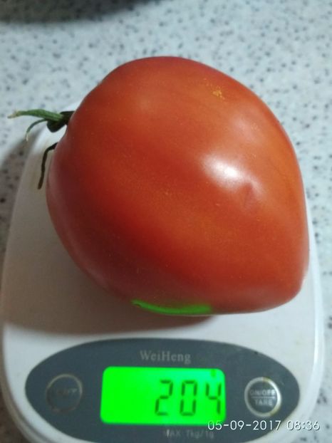 GIGANT INIMĂ DE BIVOL OPAL (25) - GIGANT INIMĂ DE BIVOL OPAL