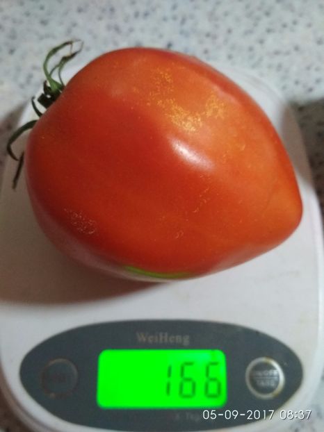 GIGANT INIMĂ DE BIVOL OPAL (28) - GIGANT INIMĂ DE BIVOL OPAL