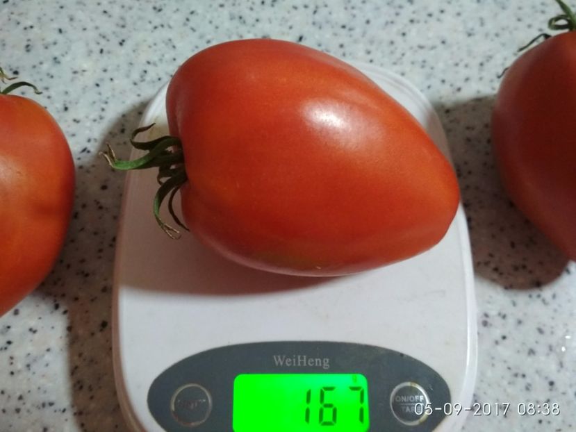 GIGANT INIMĂ DE BIVOL OPAL (30) - GIGANT INIMĂ DE BIVOL OPAL