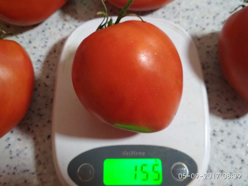 GIGANT INIMĂ DE BIVOL OPAL (32) - GIGANT INIMĂ DE BIVOL OPAL