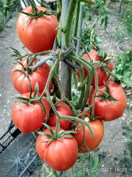 GIGANT INIMĂ DE BIVOL OPAL (35) - GIGANT INIMĂ DE BIVOL OPAL
