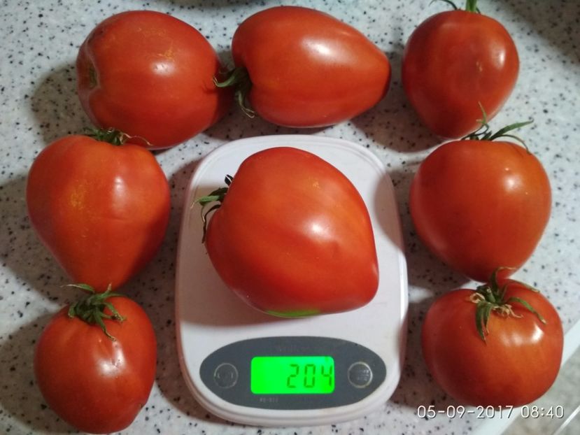 GIGANT INIMĂ DE BIVOL OPAL (36) - GIGANT INIMĂ DE BIVOL OPAL