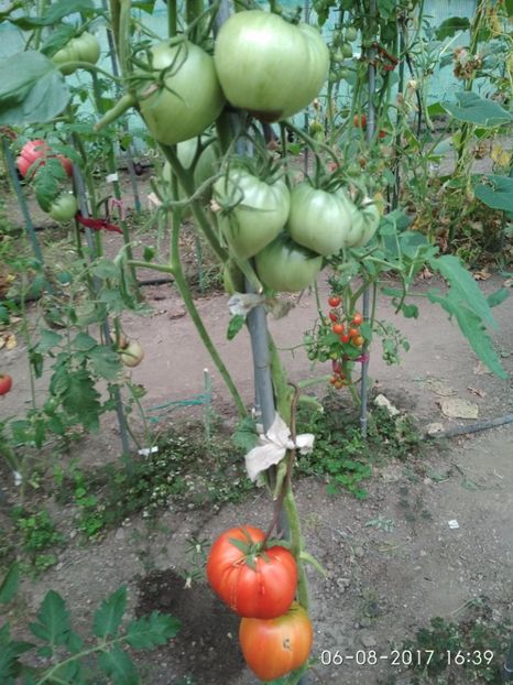 GIGANT INIMĂ DE BIVOL OPAL (44) - GIGANT INIMĂ DE BIVOL OPAL