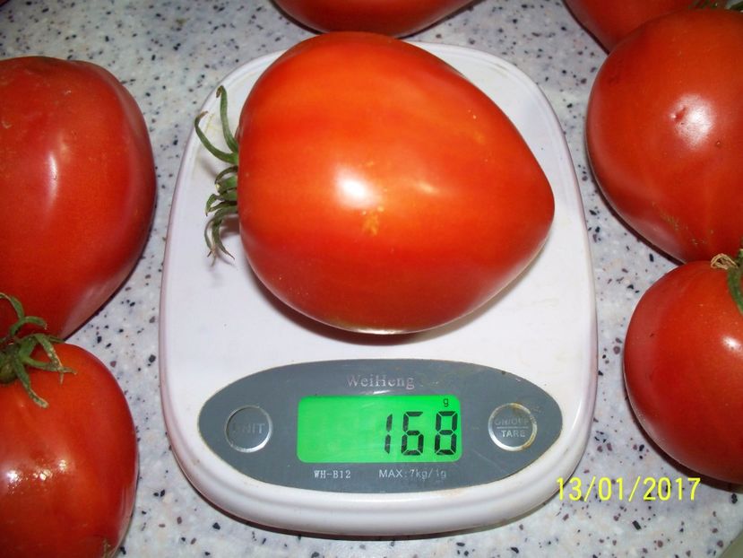 GIGANT INIMĂ DE BIVOL OPAL (55) - GIGANT INIMĂ DE BIVOL OPAL