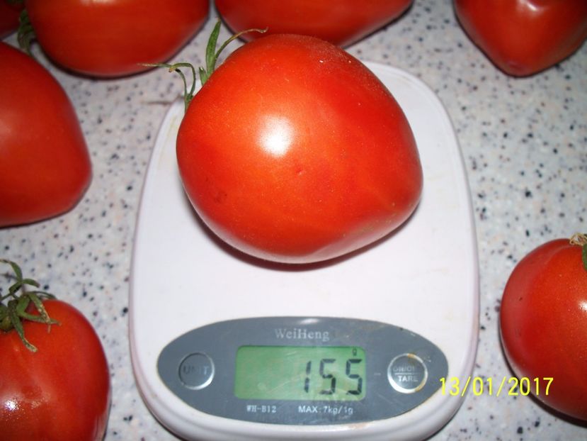 GIGANT INIMĂ DE BIVOL OPAL (57) - GIGANT INIMĂ DE BIVOL OPAL