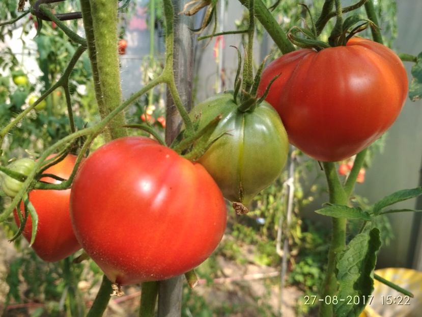 I B ROȘIE TIMIȘOARA (12) - INIMĂ DE BOU ROȘIE DE TIMIȘOARA