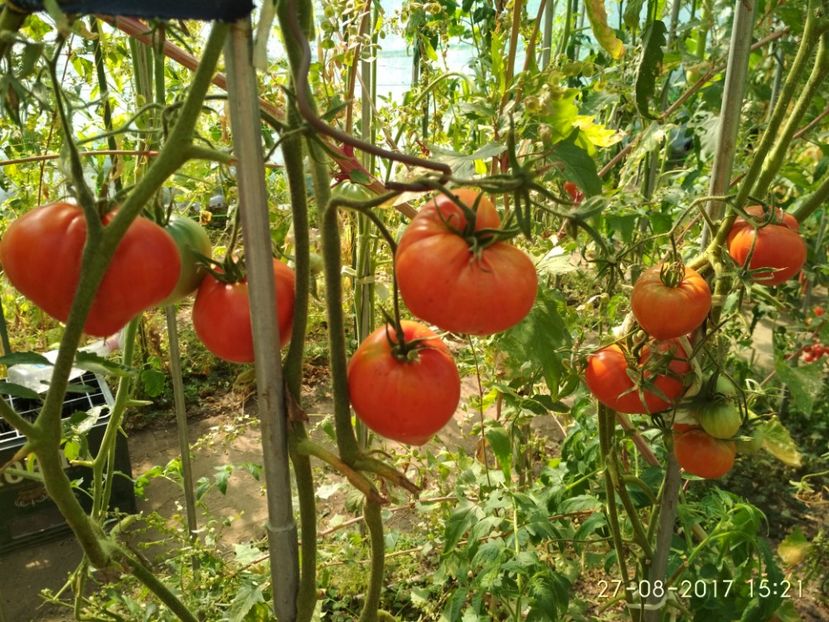 I B ROȘIE TIMIȘOARA (15) - INIMĂ DE BOU ROȘIE DE TIMIȘOARA