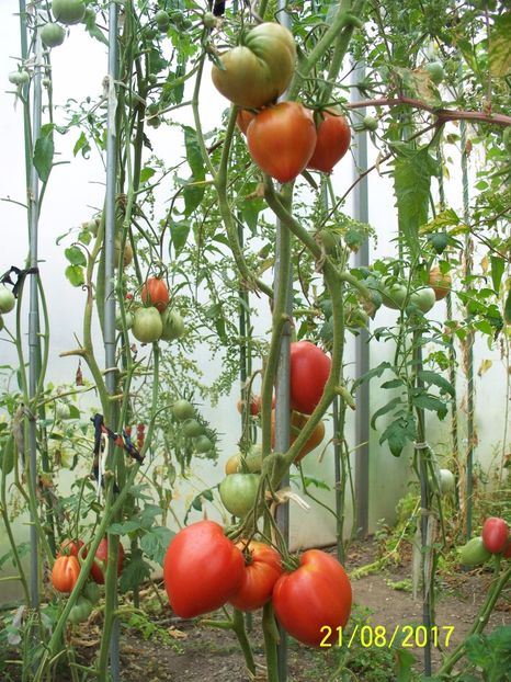 IB ROȘIE TIMIȘOARA (1) - INIMĂ DE BOU ROȘIE DE TIMIȘOARA