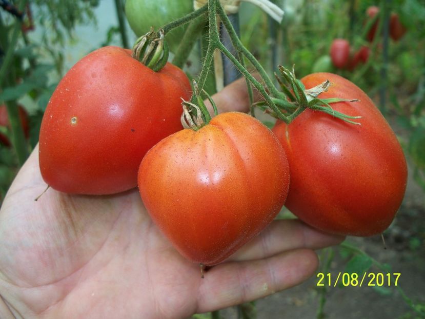 IB ROȘIE TIMIȘOARA (3) - INIMĂ DE BOU ROȘIE DE TIMIȘOARA