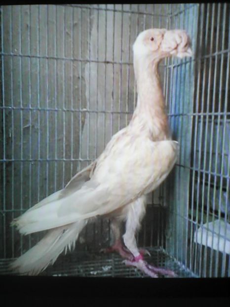  - C A  R  I  E  R  I