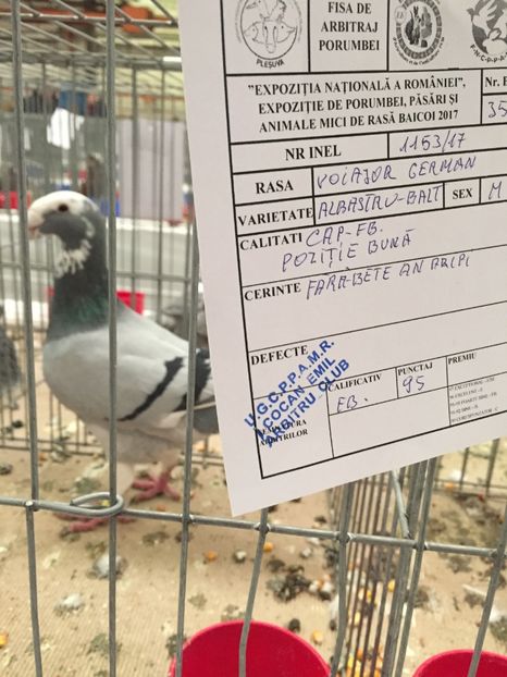 1DEC9100-3F35-45E2-984C-AB809D80B9B8 - Rezultate expo nationala a romaniei Baicoi 2017