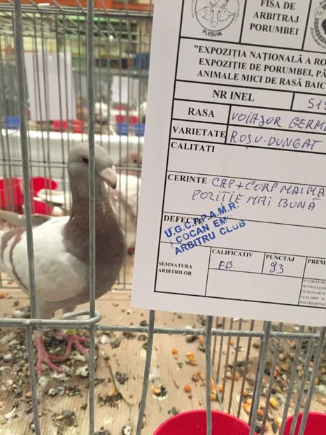 3BA267B3-A86D-4516-BE41-29242718BB1A - Rezultate expo nationala a romaniei Baicoi 2017
