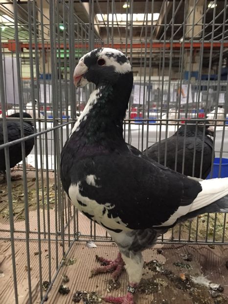 D665797E-786C-43F2-8E46-01F1F5E75BA3 - Rezultate expo nationala a romaniei Baicoi 2017