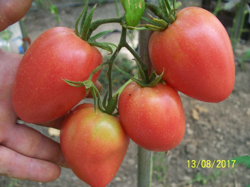 INIMA BIVOLBG - INIMĂ DE BIVOL BULGARIA 2017