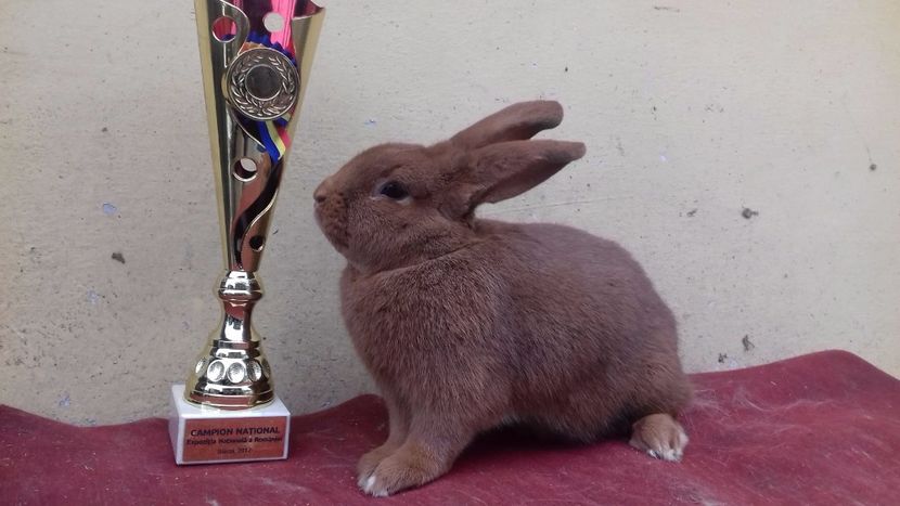 20171206_124008 (1) - Expo Baicoi decembrie 2017