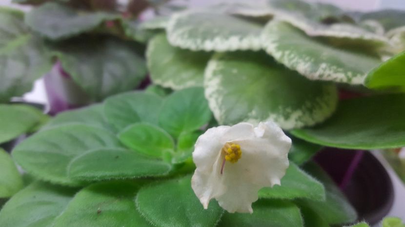  - Alan-s white feather