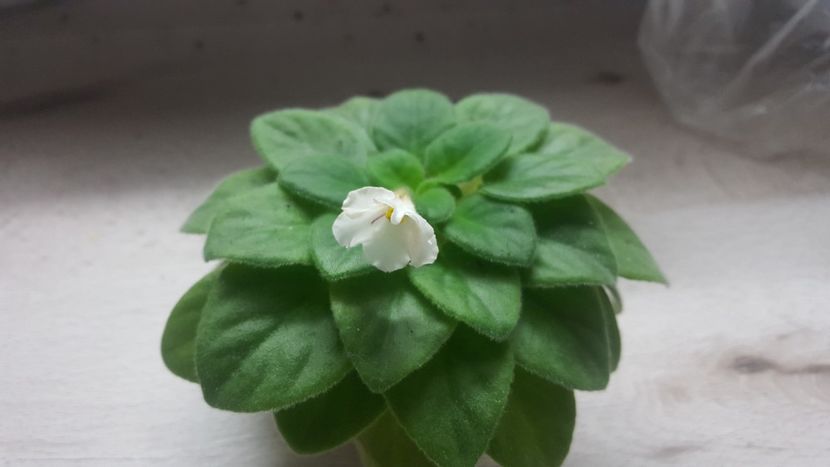  - Alan-s white feather