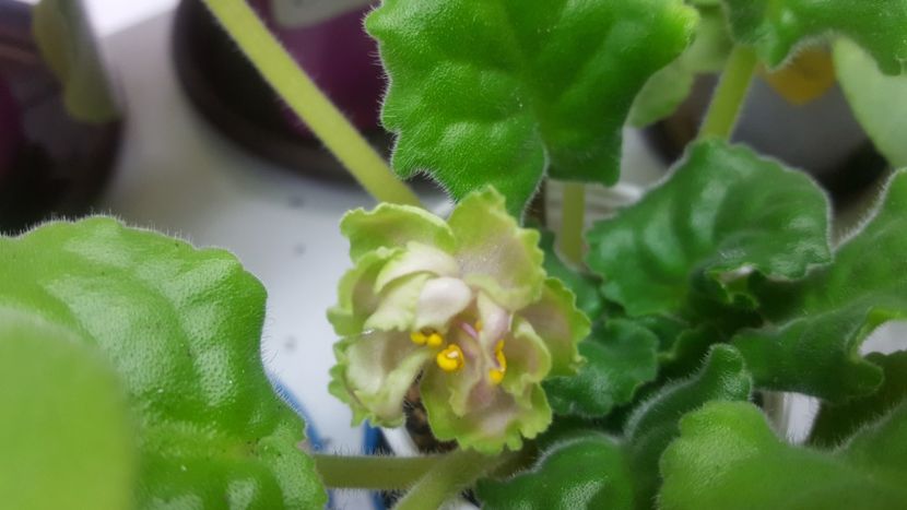  - Le Malachitovaia Roza