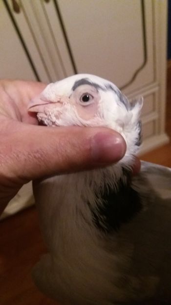  - Galateni pe vanat 2019