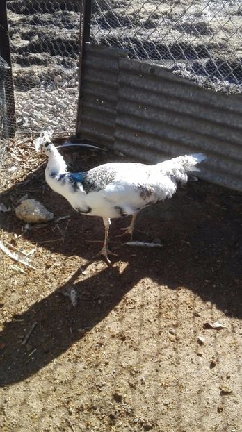 IMG-20171206-WA0003 - P--Paunii Silver Pied