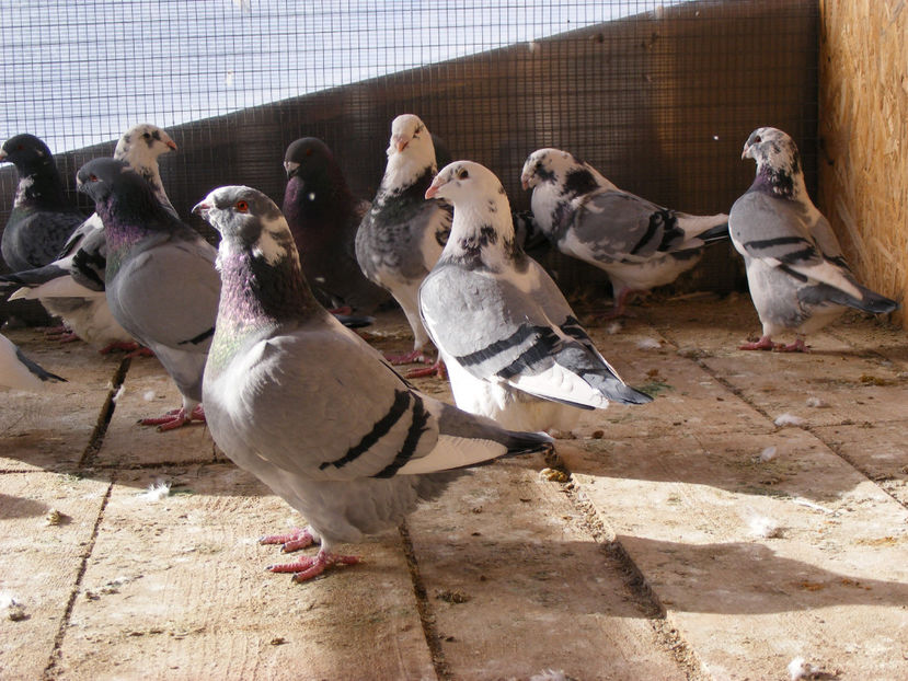 nou 095 - LOCUL UNDE MA RELAXEZ ZILNIC