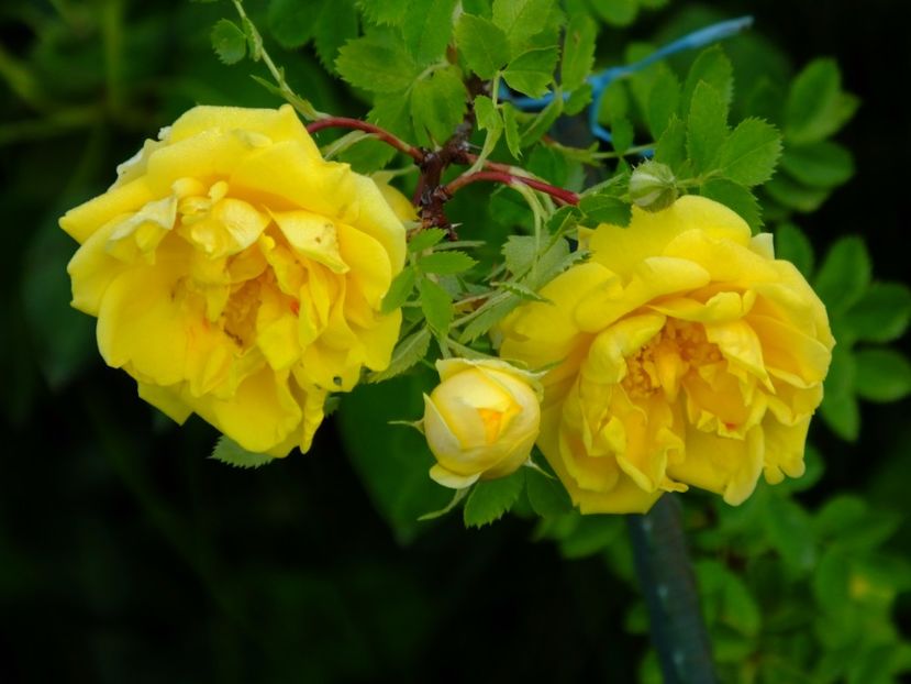 Persian Yellow - 2017_05_Mai II