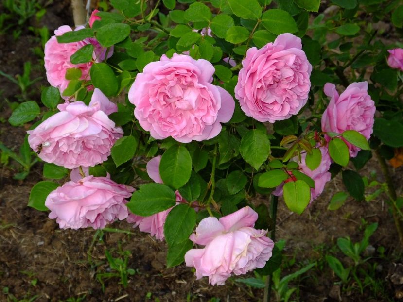 Mary Rose - 2017_05_Mai II