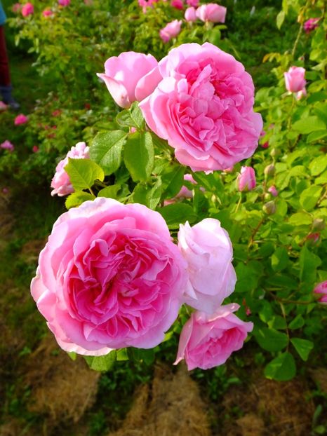 Gertrude Jekyll - 2017_05_Mai II