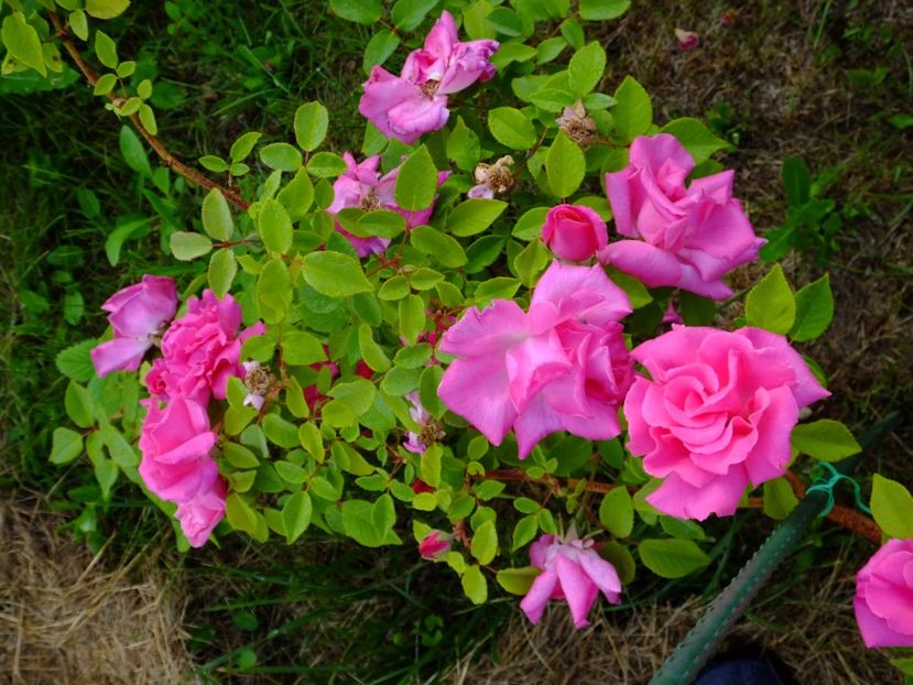 Zephirine Drouhin - 2017_05_Mai II