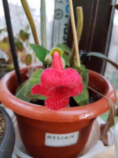 thumbnail (76) - KOHLERIILE MELE 2017 continuare