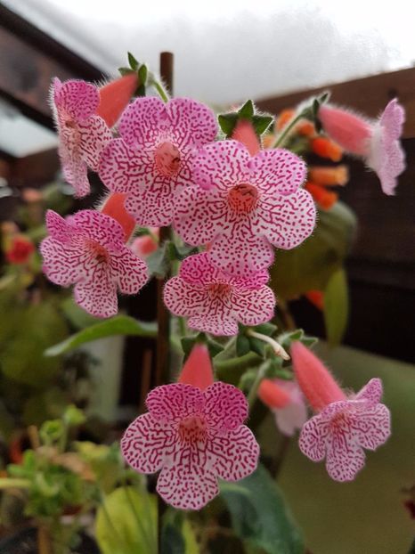 thumbnail (27) - KOHLERIILE MELE 2017 continuare