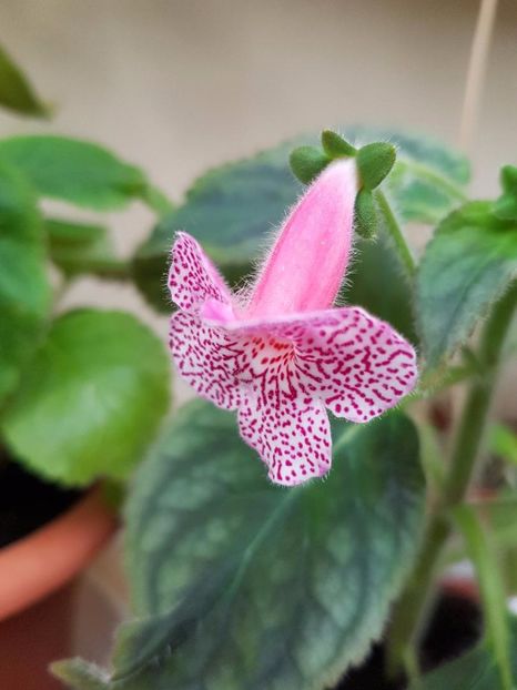 thumbnail (37) - KOHLERIILE MELE 2017 continuare