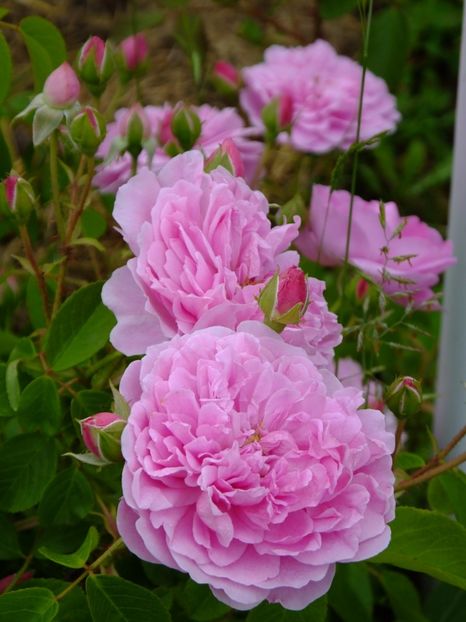 Harlow Carr - 2017_05_Mai II