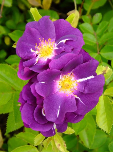 Rhapsody in Blue - 2017_05_Mai II