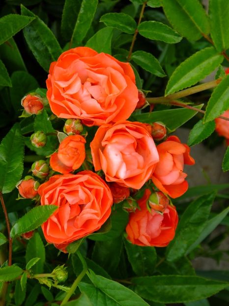 Orange Morsdag - 2017_05_Mai II